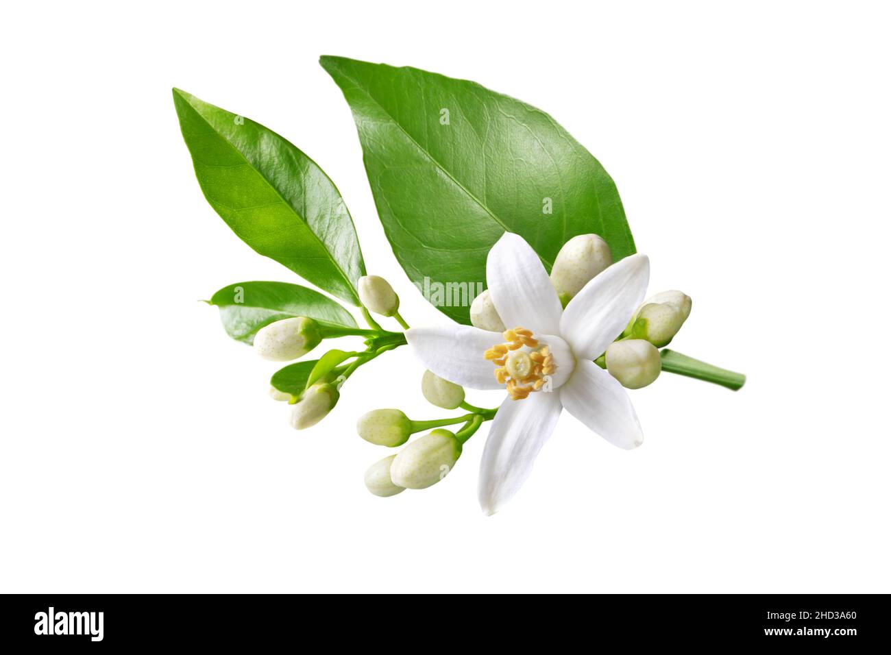 Orange tree branch with white flowers, buds and leaves isolated on white. Neroli blossom. Citrus bloom. Stock Photo