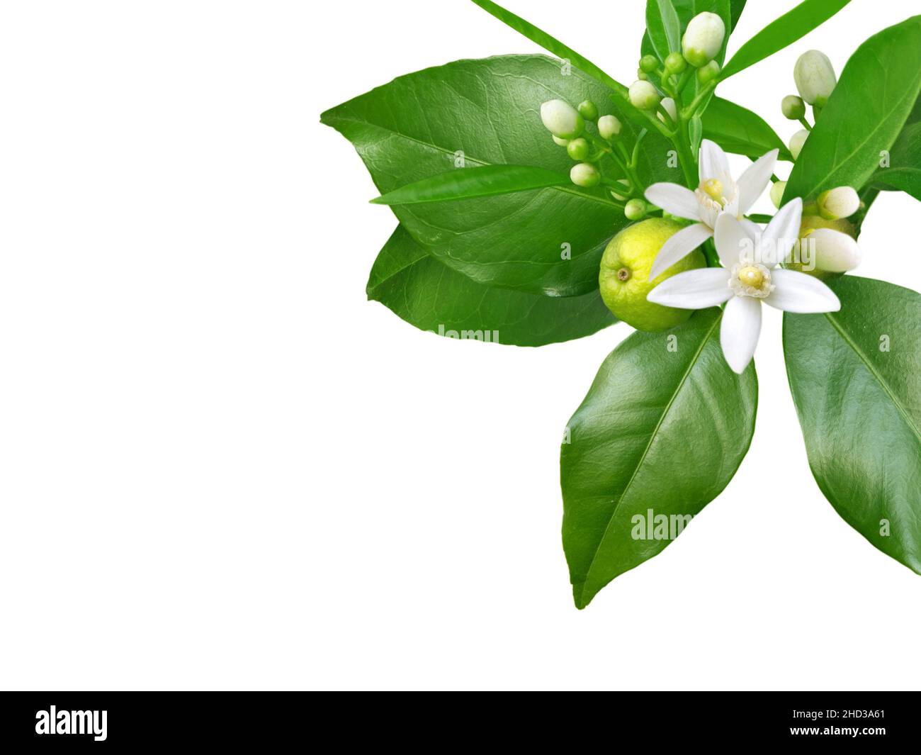 Branch of orange tree with white fragrant flowers, buds, leaves and fruit isolated on white. Neroli blossom corner. Stock Photo
