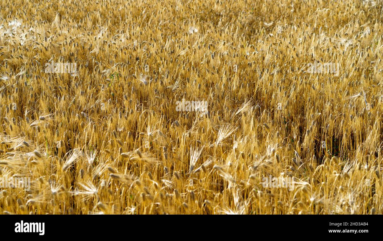 Field natural hi-res stock photography and images - Alamy