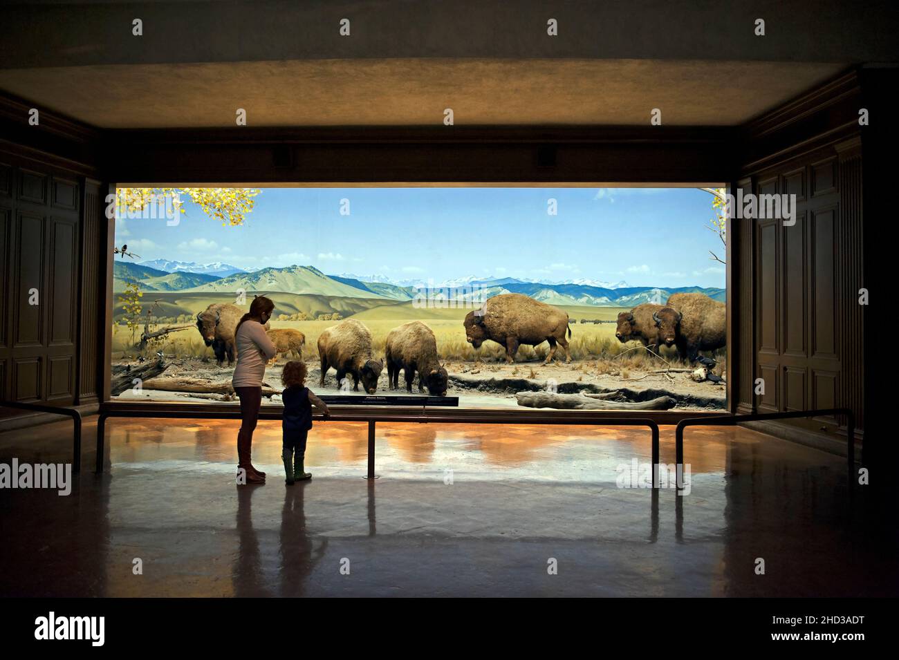 Diorama display with bison at the Natural History Museum in Los Angeles, CA Stock Photo