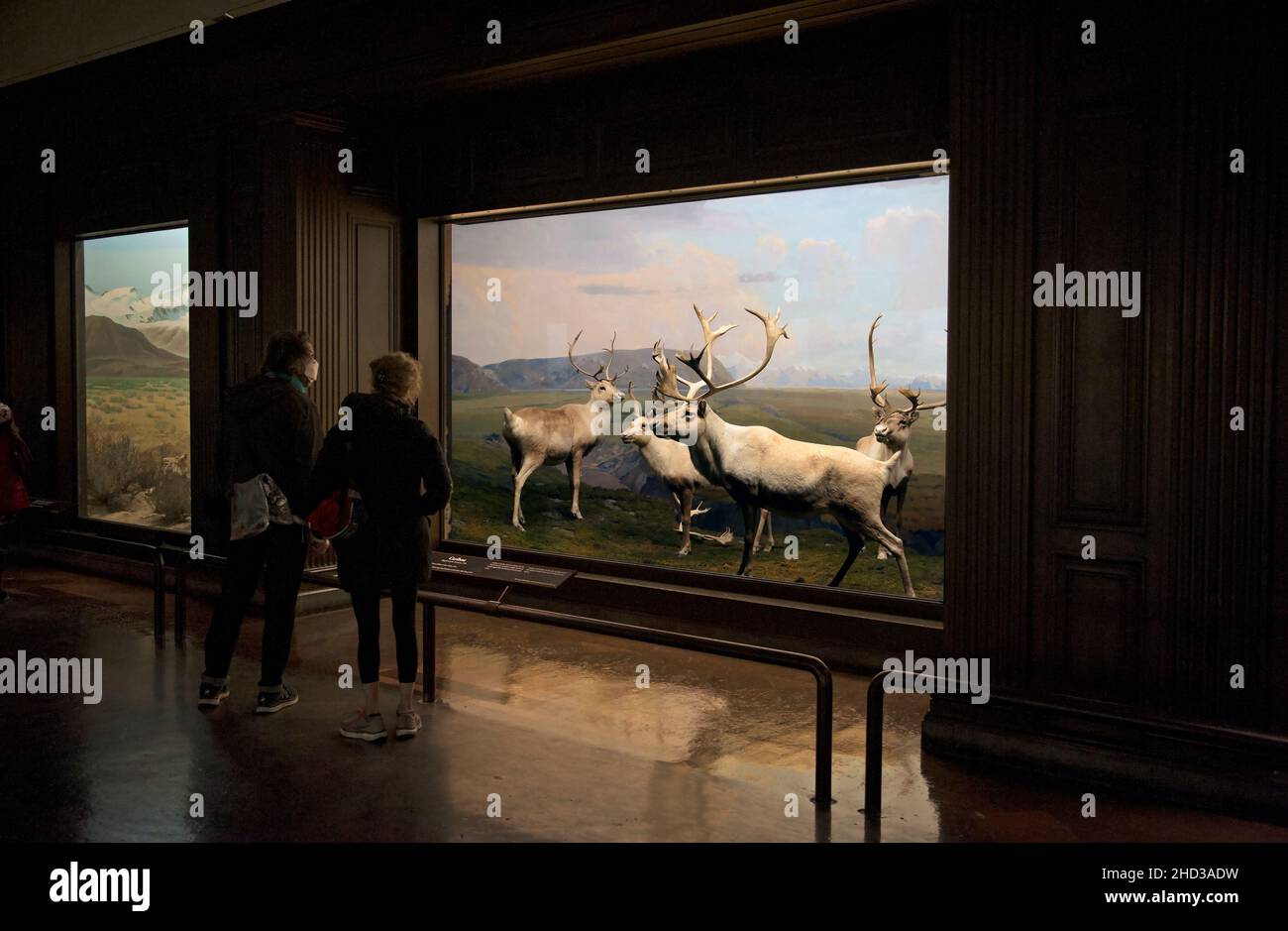 Diorama with Caribou at the Natural History Museum, Los Angeles, California, USA Stock Photo