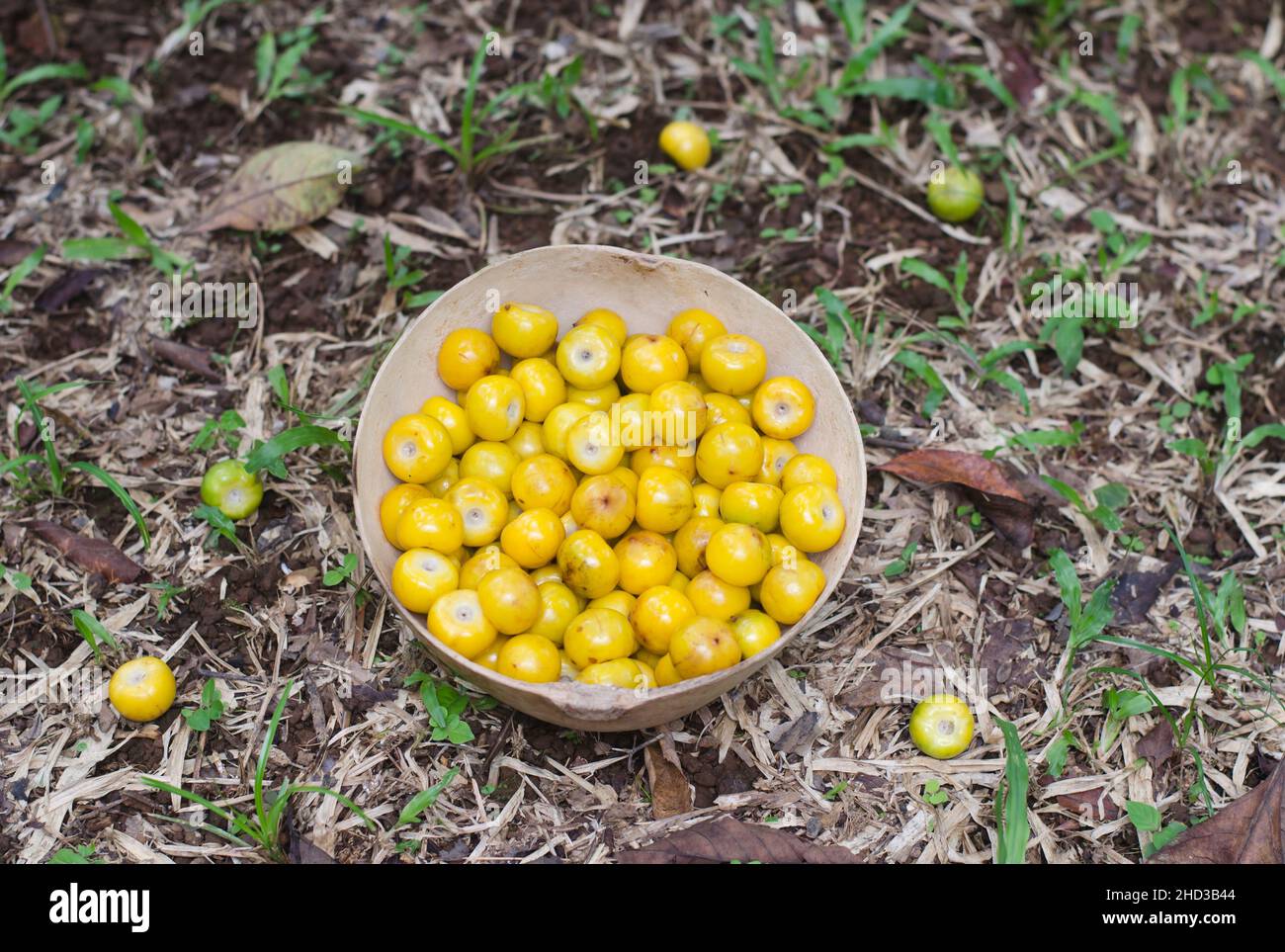 Byrsonima crassifolia, oily fruit from tropical America Stock Photo