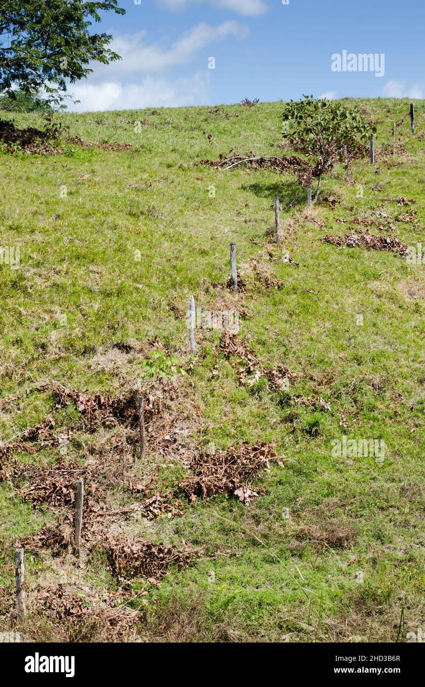 Typical pasture land Stock Photo