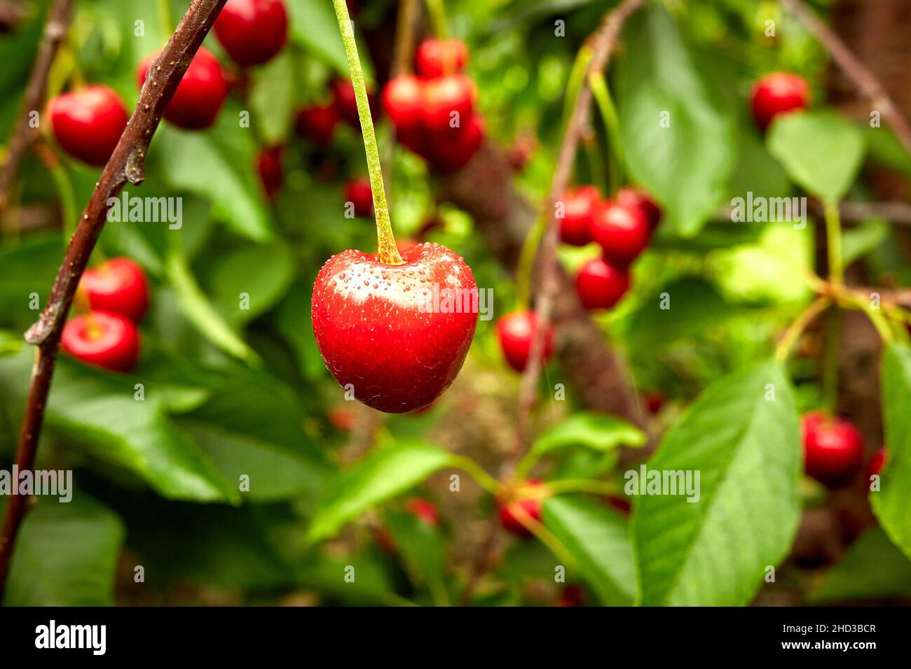 Fresh Red Cherries on the Branch Stock Photo