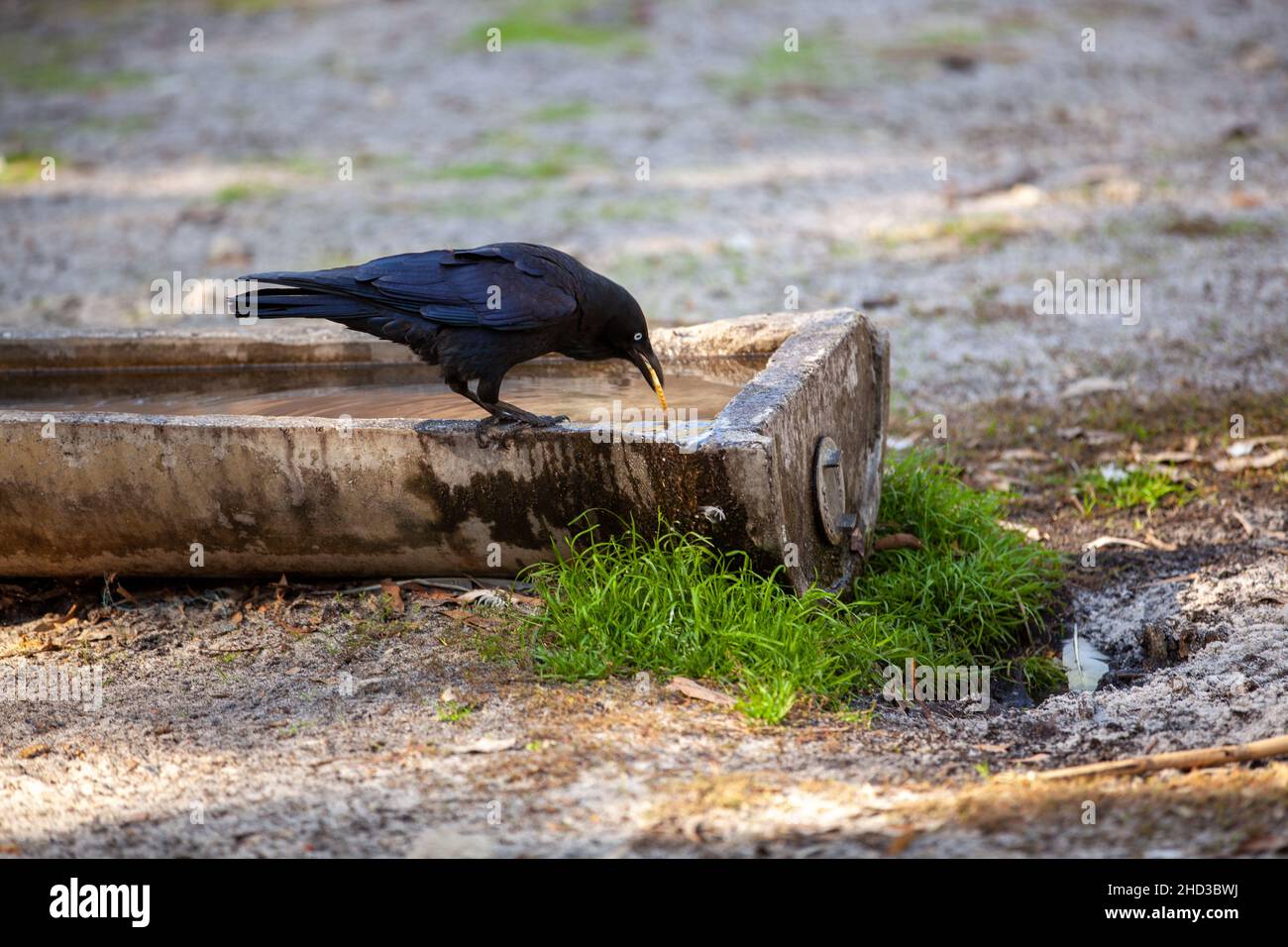 The Torresian crow occupies almost any habitat within its geographic