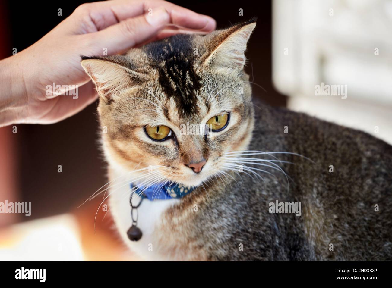 Human hand stroking a gray tabby cat Stock Photo