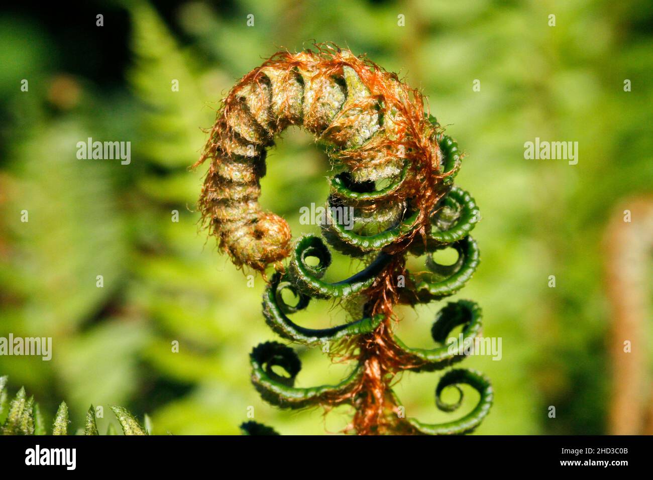 A young curled bracken (Pteridium) frond known as a fiddlehead in a garden in Nanaimo, Vancouver Island, BC, Canada in May Stock Photo