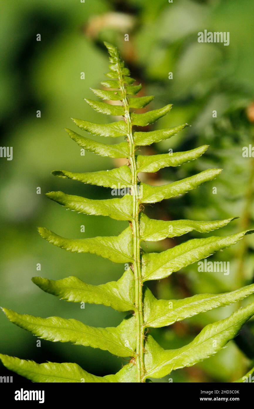 A bracken (Pteridium) leaf in a garden in Nanaimo, Vancouver Island, BC, Canada in May Stock Photo
