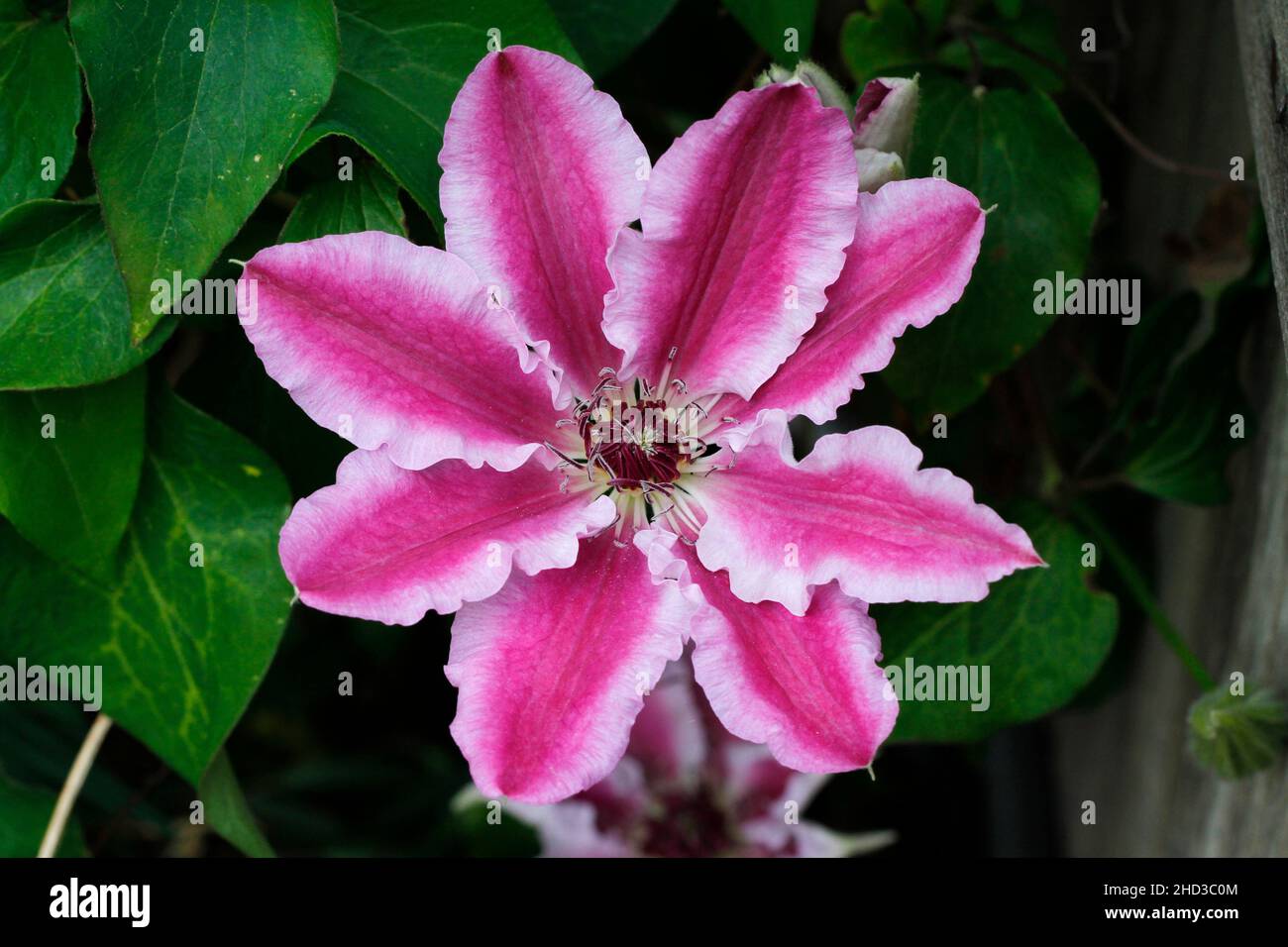 A close-up of a pink and white flower of a cultivated 'Nelly Moser' clematis plant/vine in a garden in Nanaimo, Vancouver Island, BC, Canada in May Stock Photo