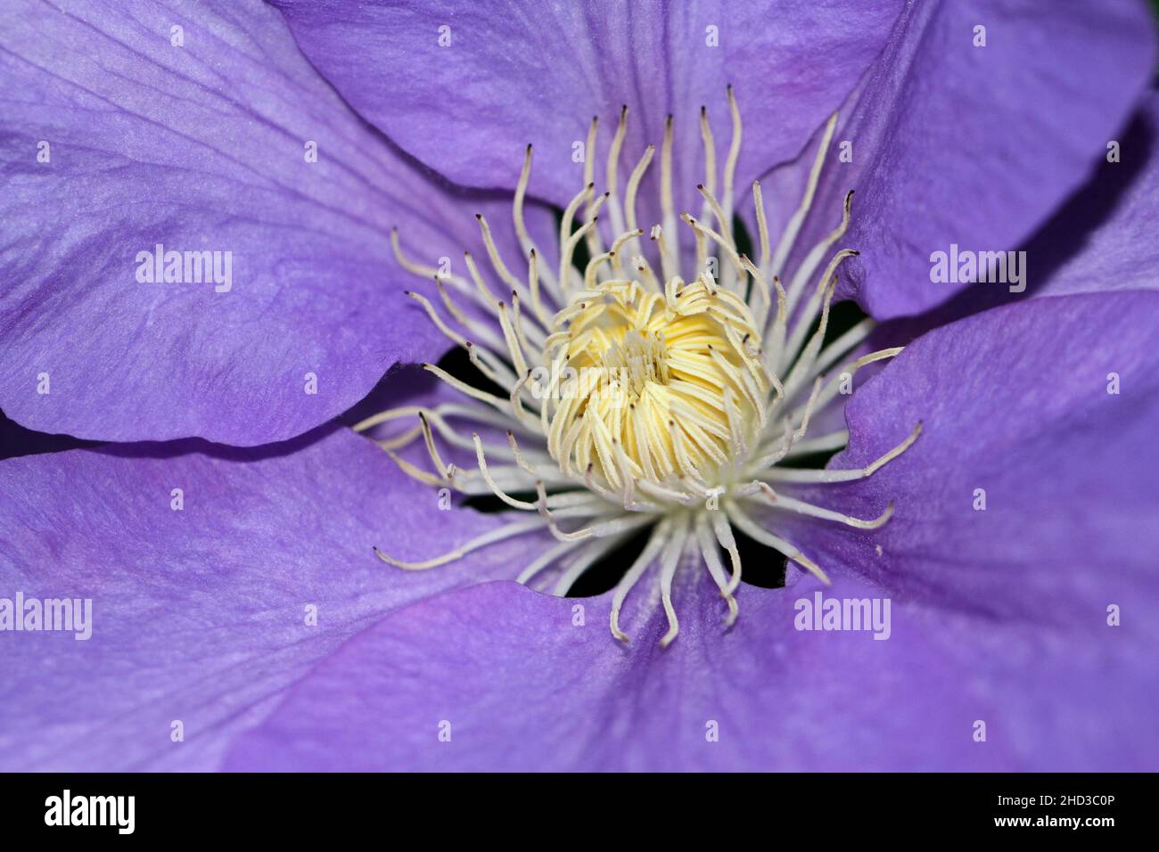 A close-up of a purple flower of a cultivated clematis plant/vine in a garden in Nanaimo, Vancouver Island, BC, Canada in June Stock Photo