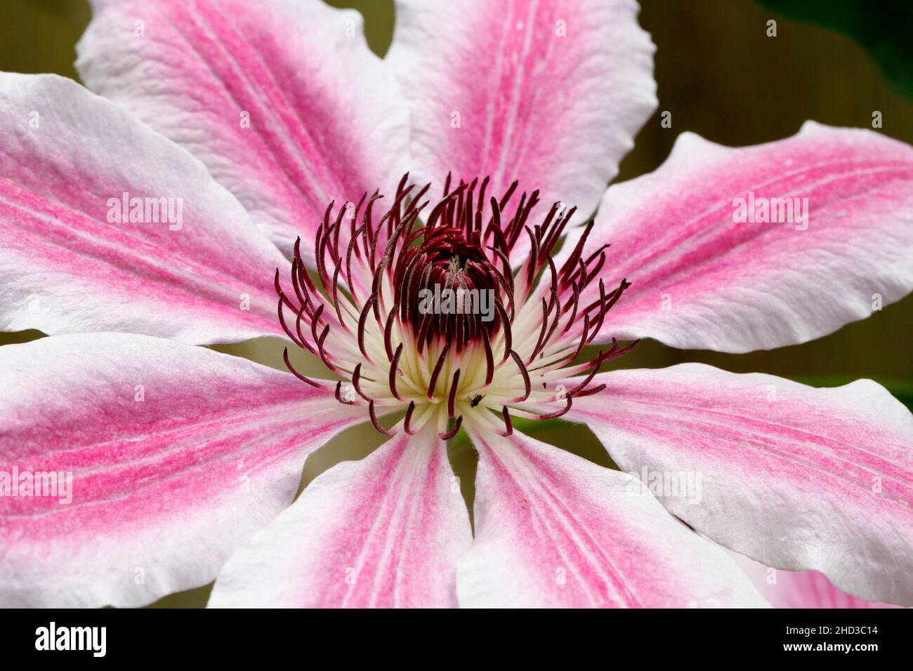 A close-up of a pink and white flower of a cultivated 'Nelly Moser' clematis plant/vine in a garden in Nanaimo, Vancouver Island, BC, Canada in June Stock Photo