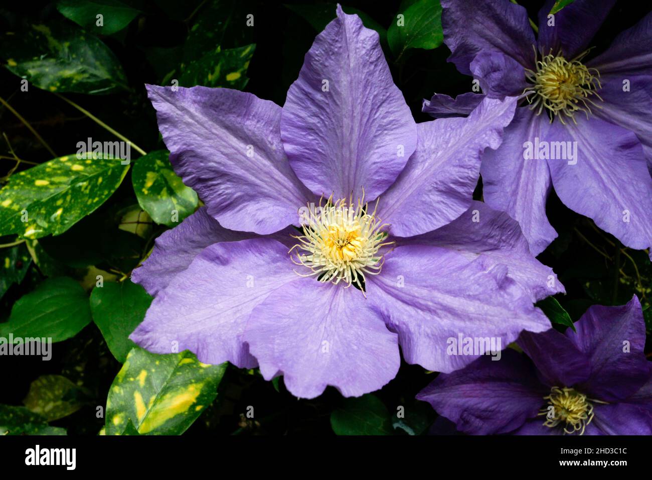 A close-up of a purple flower of a cultivated clematis plant/vine in a garden in Nanaimo, Vancouver Island, BC, Canada in June Stock Photo