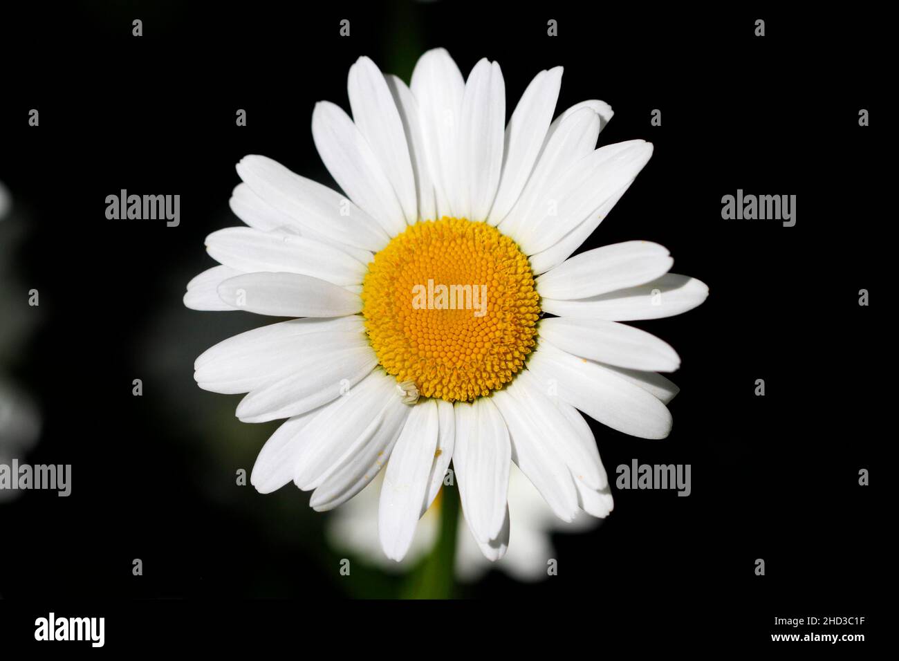 The head of a large white daisy flower (Leucanthemum vulgare) in bloom in a garden in Nanaimo, Vancouver Island, BC, Canada in June Stock Photo