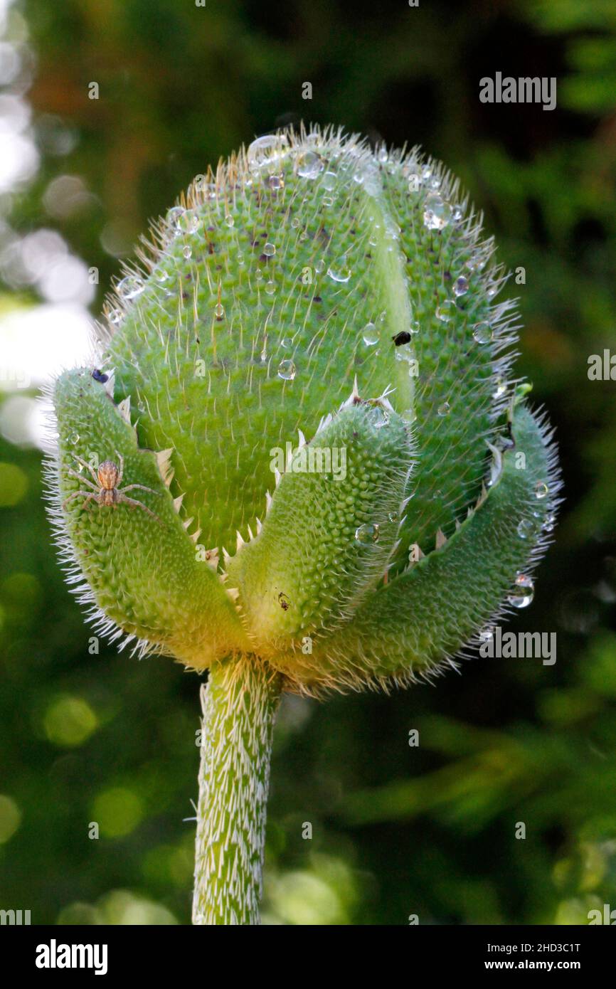 The head of a red poppy (Papaver rhoeas) yet to bloom & sepals still intact & a small spider on the outside in a garden in Nanaimo, BC, Canada in June Stock Photo