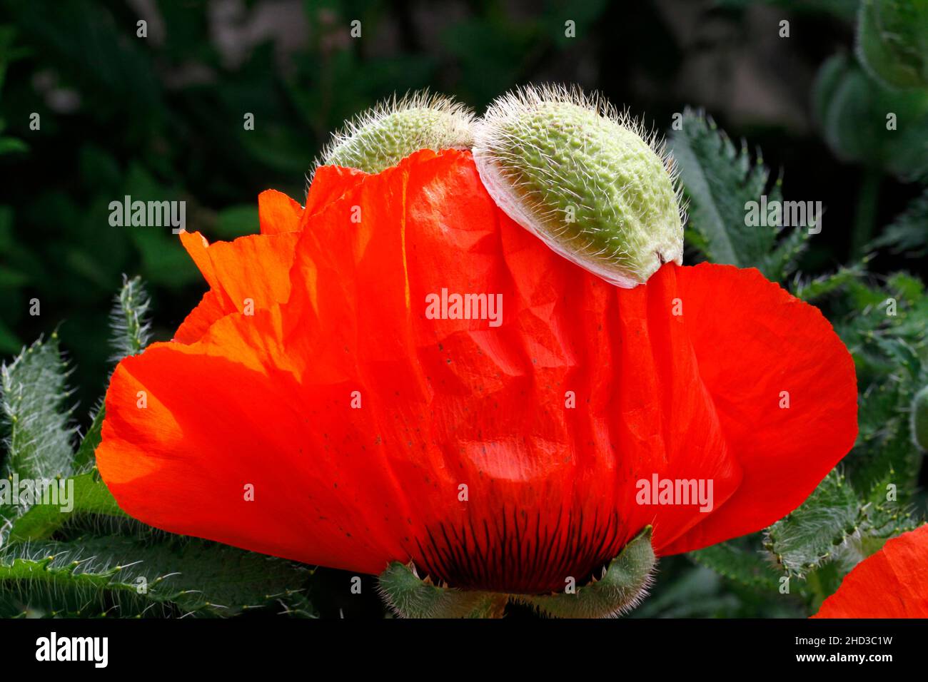 A red poppy (papaver rhoeas) with its petals just unfurling and its sepals still attached in a garden in Nanaimo, Vancouver Island, BC, Canada in May Stock Photo