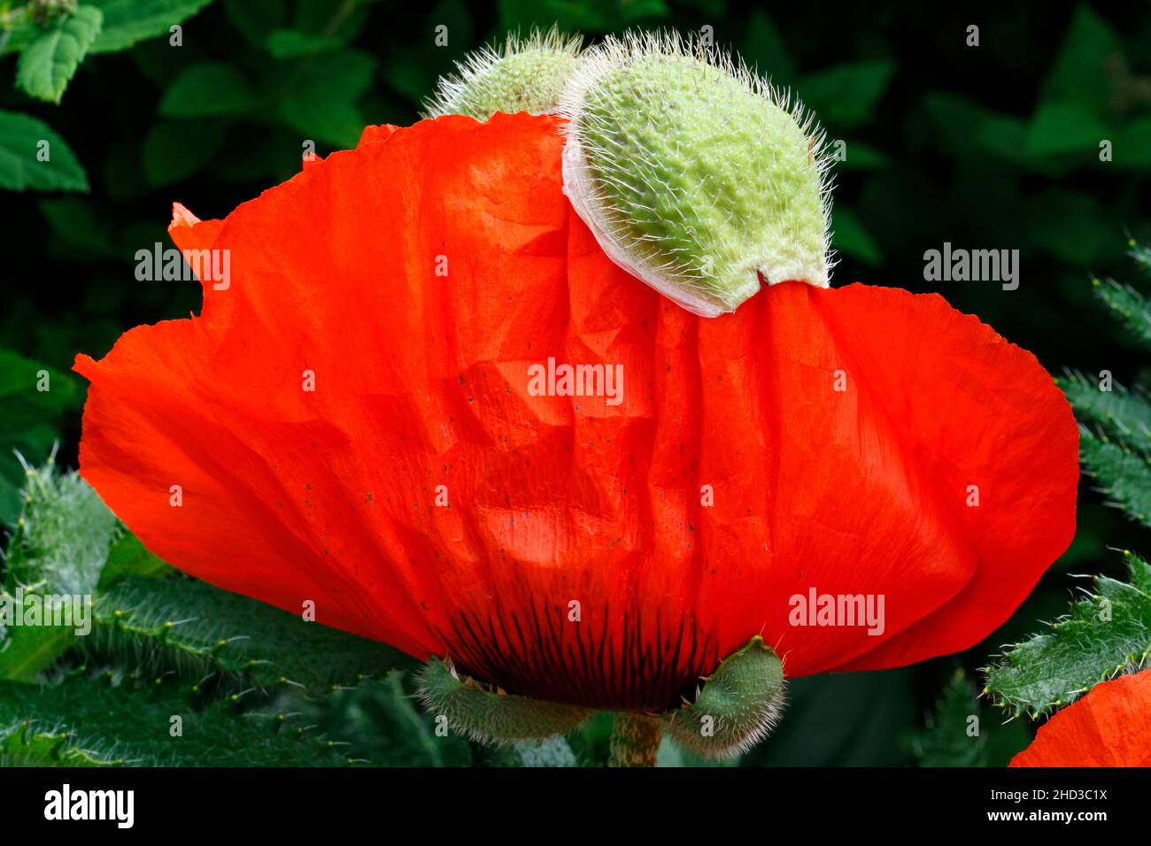Garden red poppy hi-res stock photography and images - Alamy