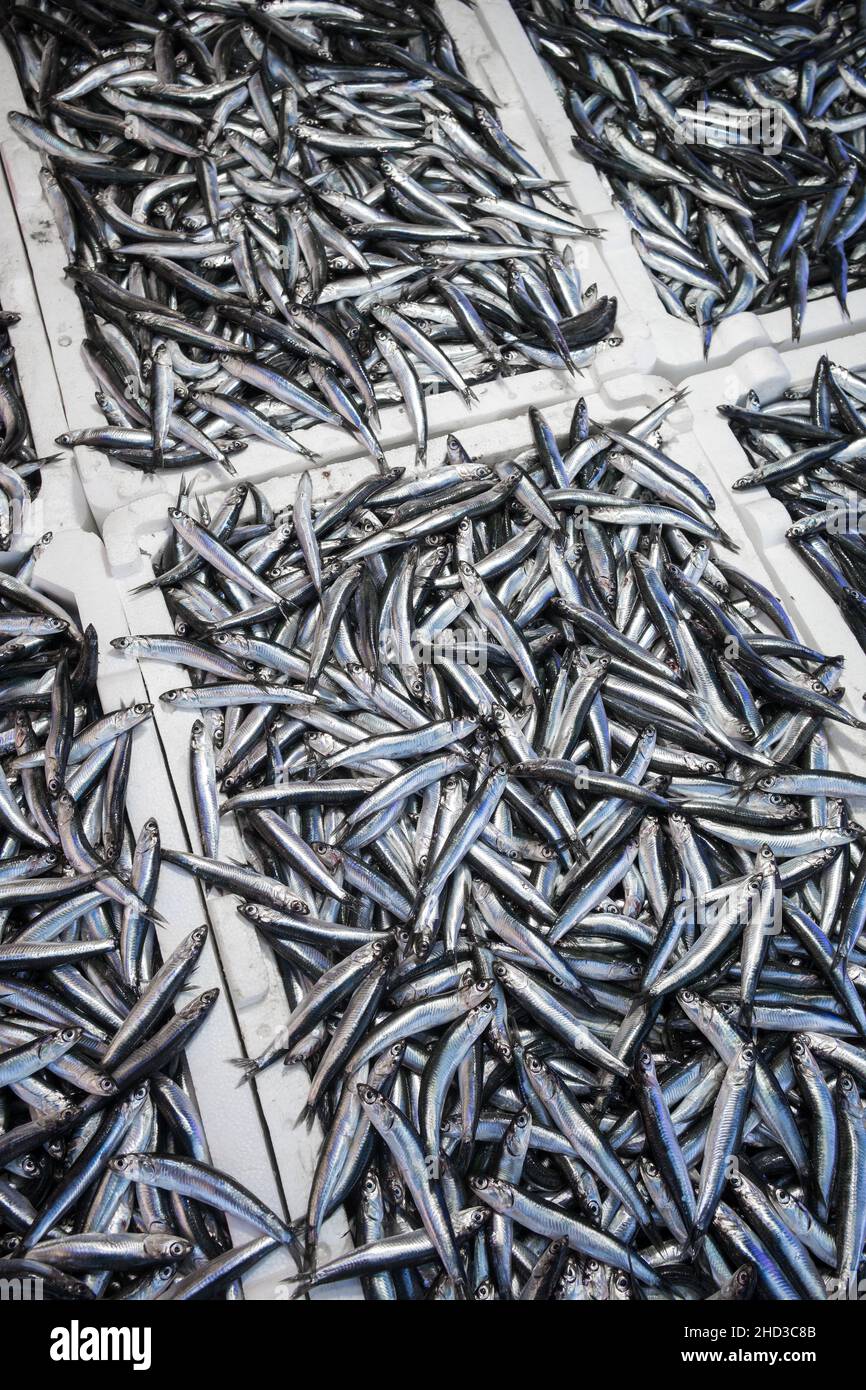 Fresh Anchovy Hamsi fish on ice in the fish market close-up Stock Photo