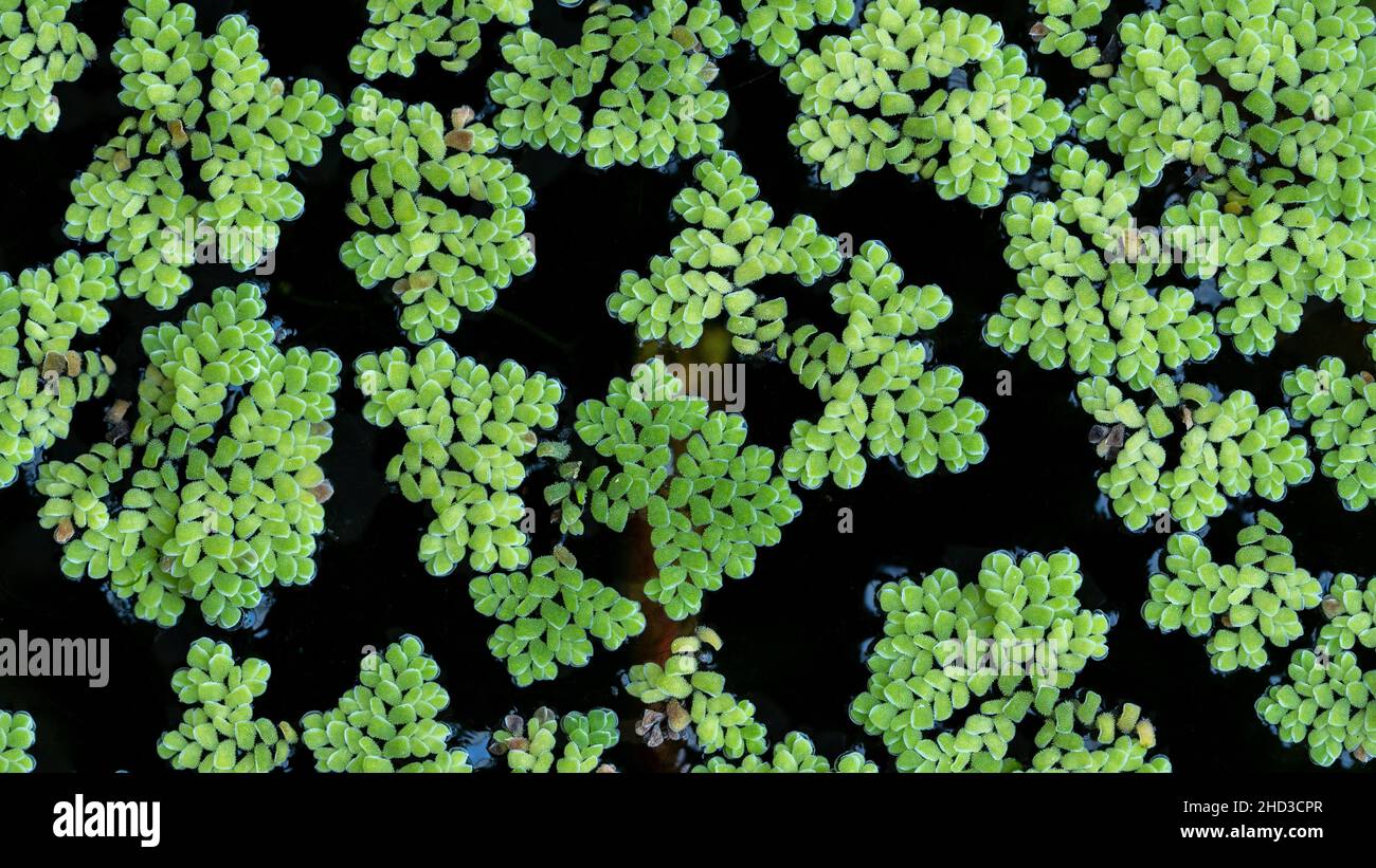 Close-up of Duckweed in Pond Stock Photo