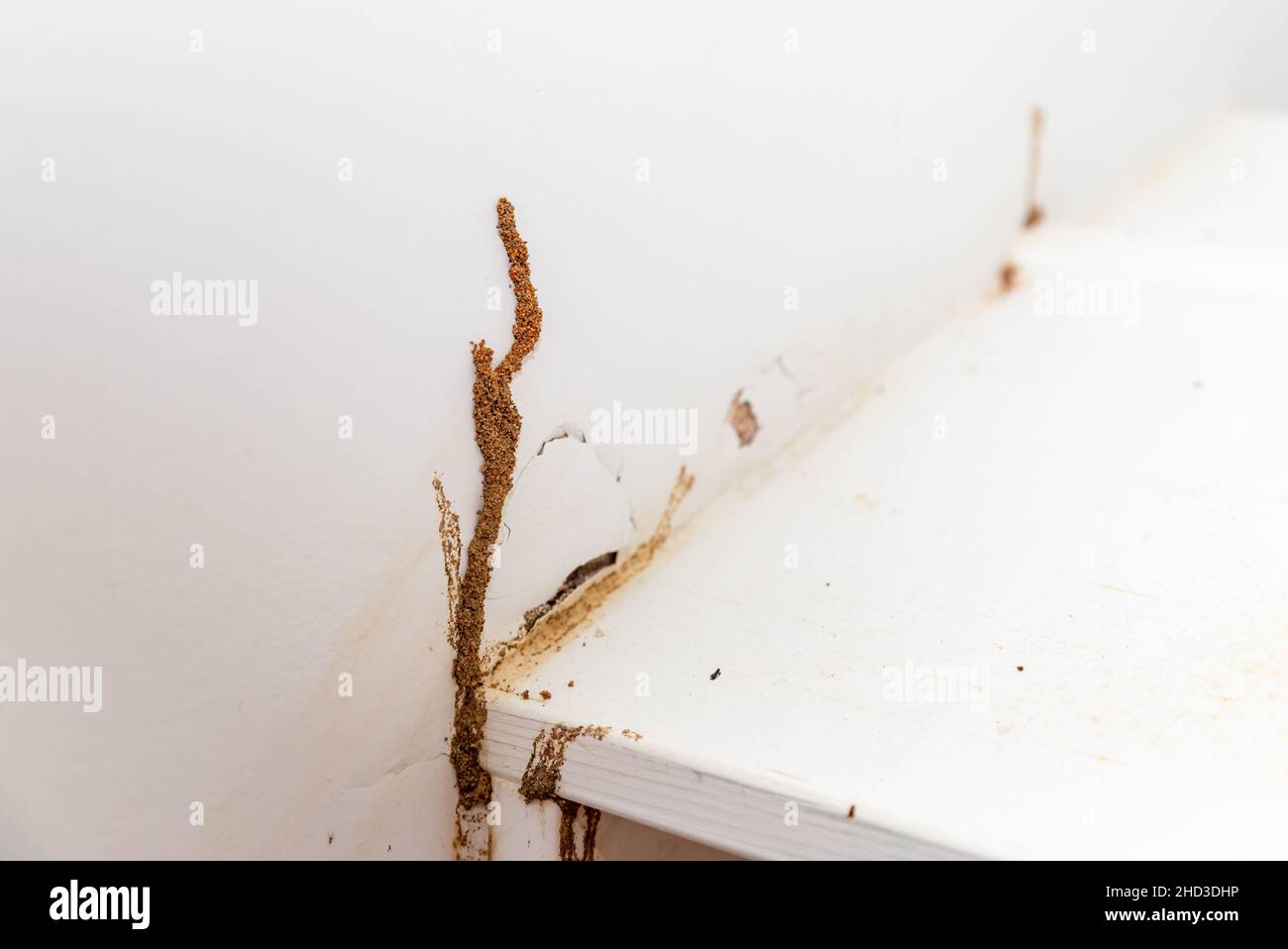 Wall of house showing termite damage Stock Photo Alamy