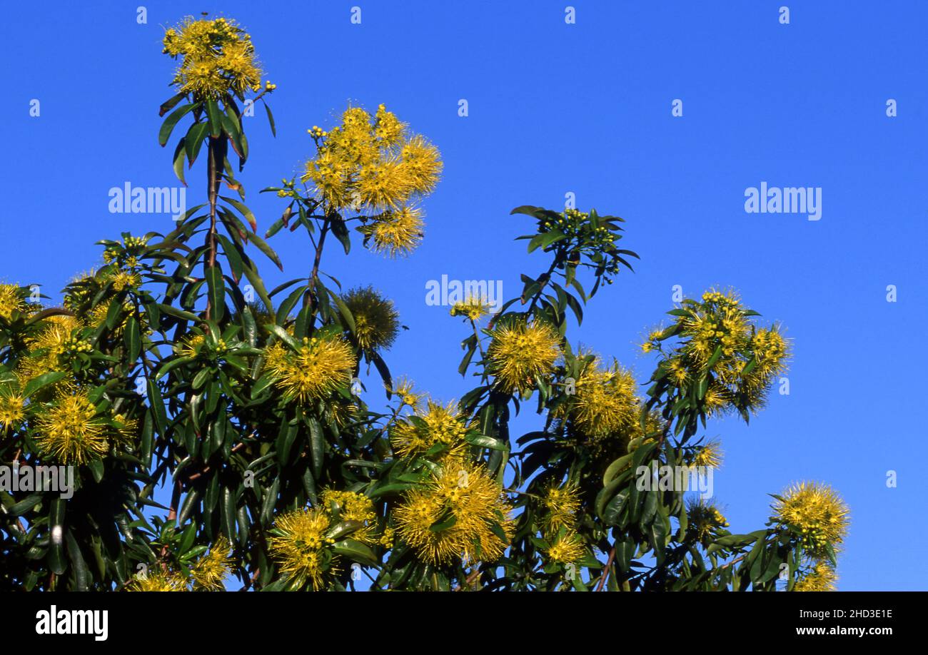 Xanthostemon chrysanthus, commonly named Golden Penda, is a species of tree in of the Myrtaceae family, yellow flowers seen here against blue sky. Stock Photo