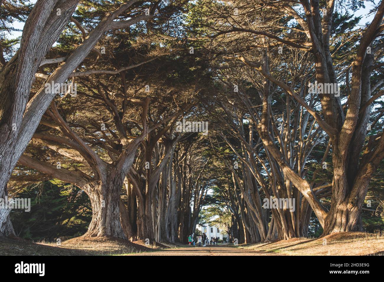 Beautiful view of Cypress tree tunnel  in Point Reyes National Seashore Stock Photo