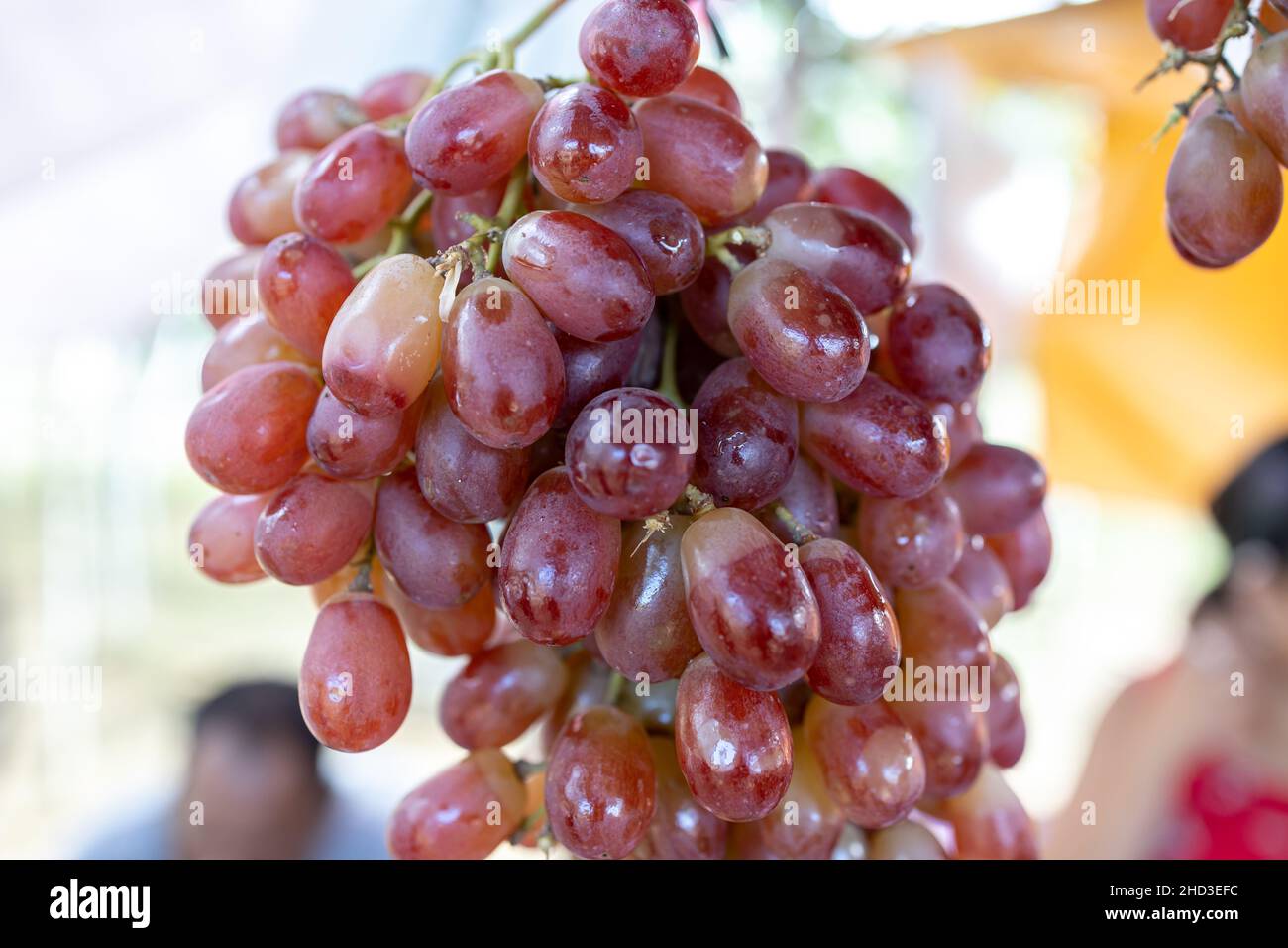 fresh grape in the Farm at Philippines Stock Photo Alamy