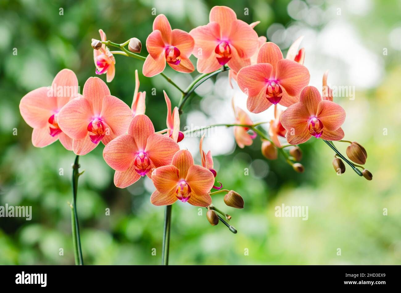 Two branches of blooming orange color Phalaenopsis orchid (Moon orchid, Moth ochid) with blurred green background. Stock Photo