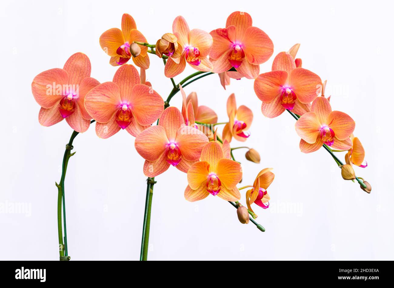 Two branches of blooming orange color Phalaenopsis orchids (Moon orchid, Moth ochid) on white background. Stock Photo