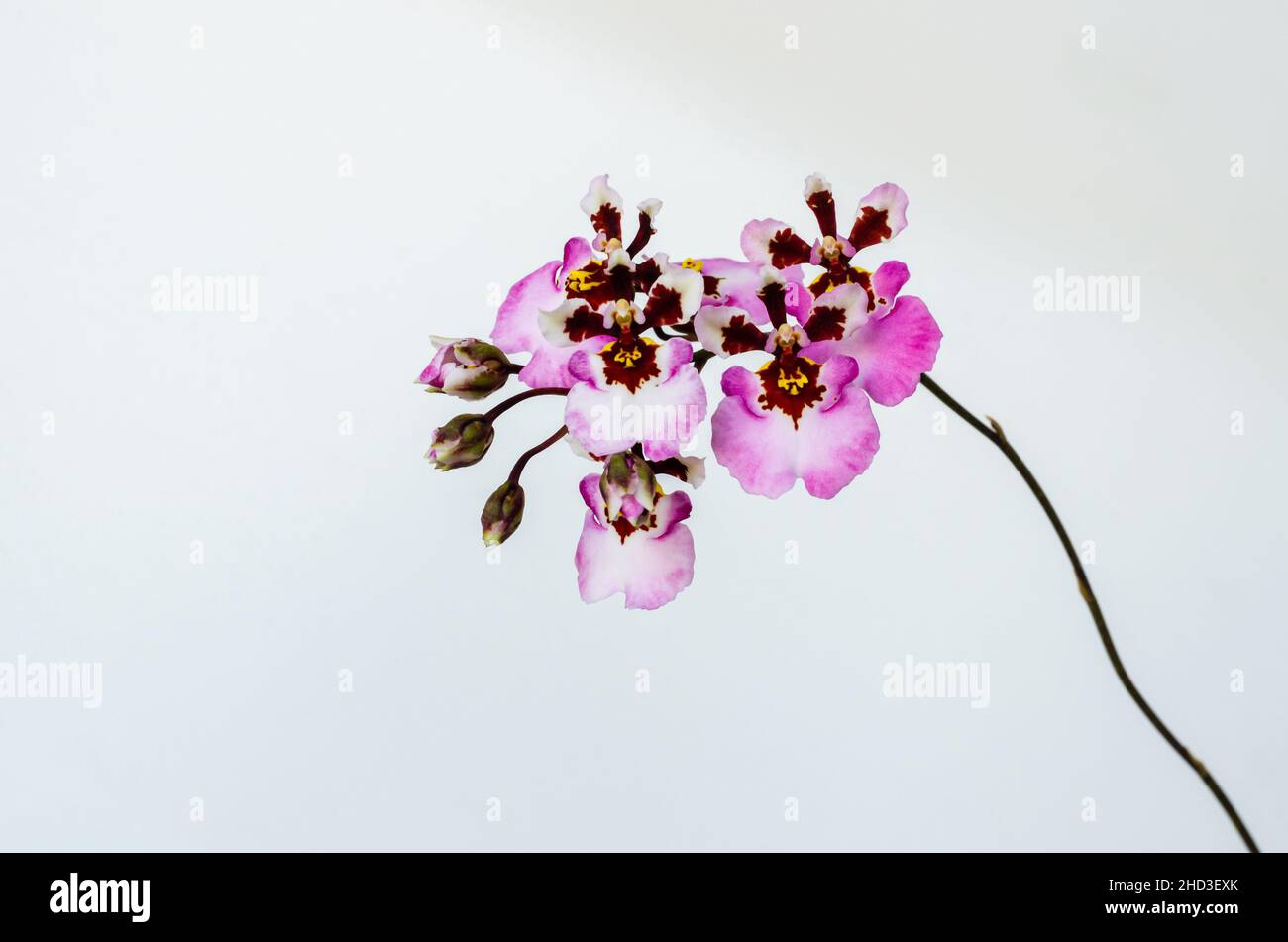 Pink blooming Dancing Lady Orchid (Oncidium Varicosum, Oncidium Goldiana) on white background. Stock Photo