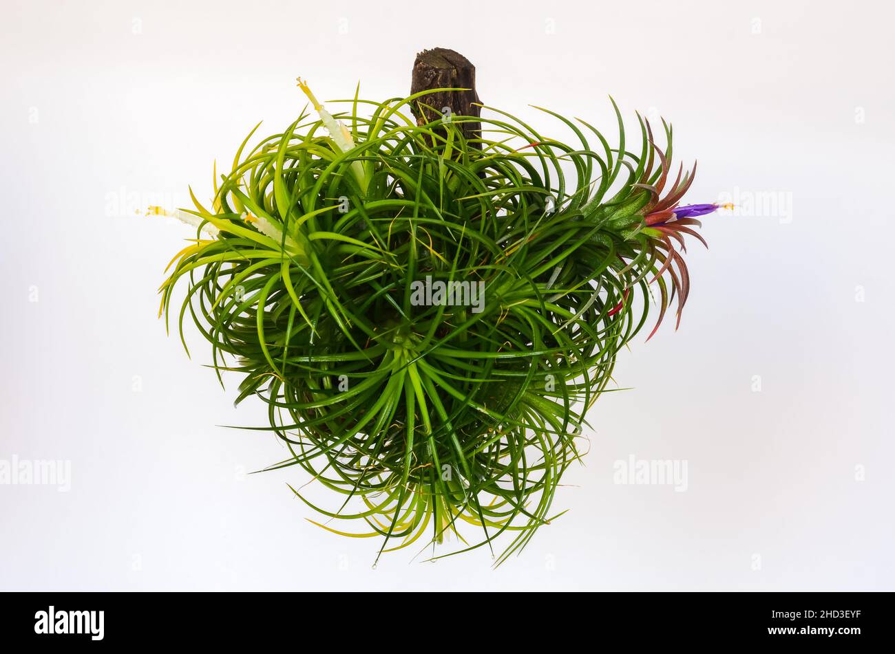 Blooming air plant - Tillandsia with its white and red color flowers plant in wooden log on white background. Stock Photo