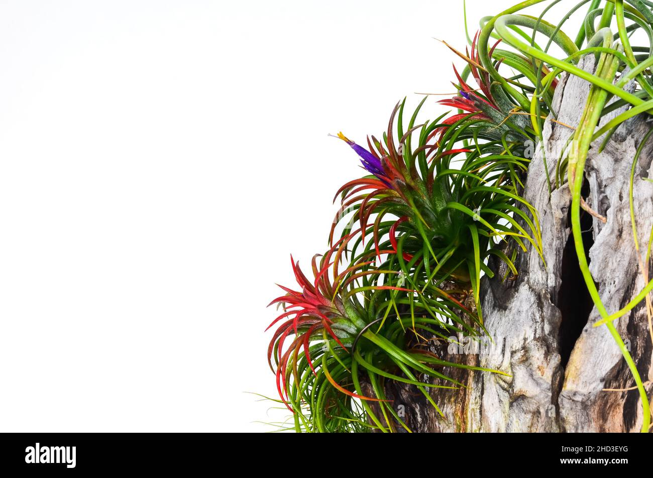 Blooming air plant - Tillandsia with red color flowers plant in wooden log on white background. Stock Photo