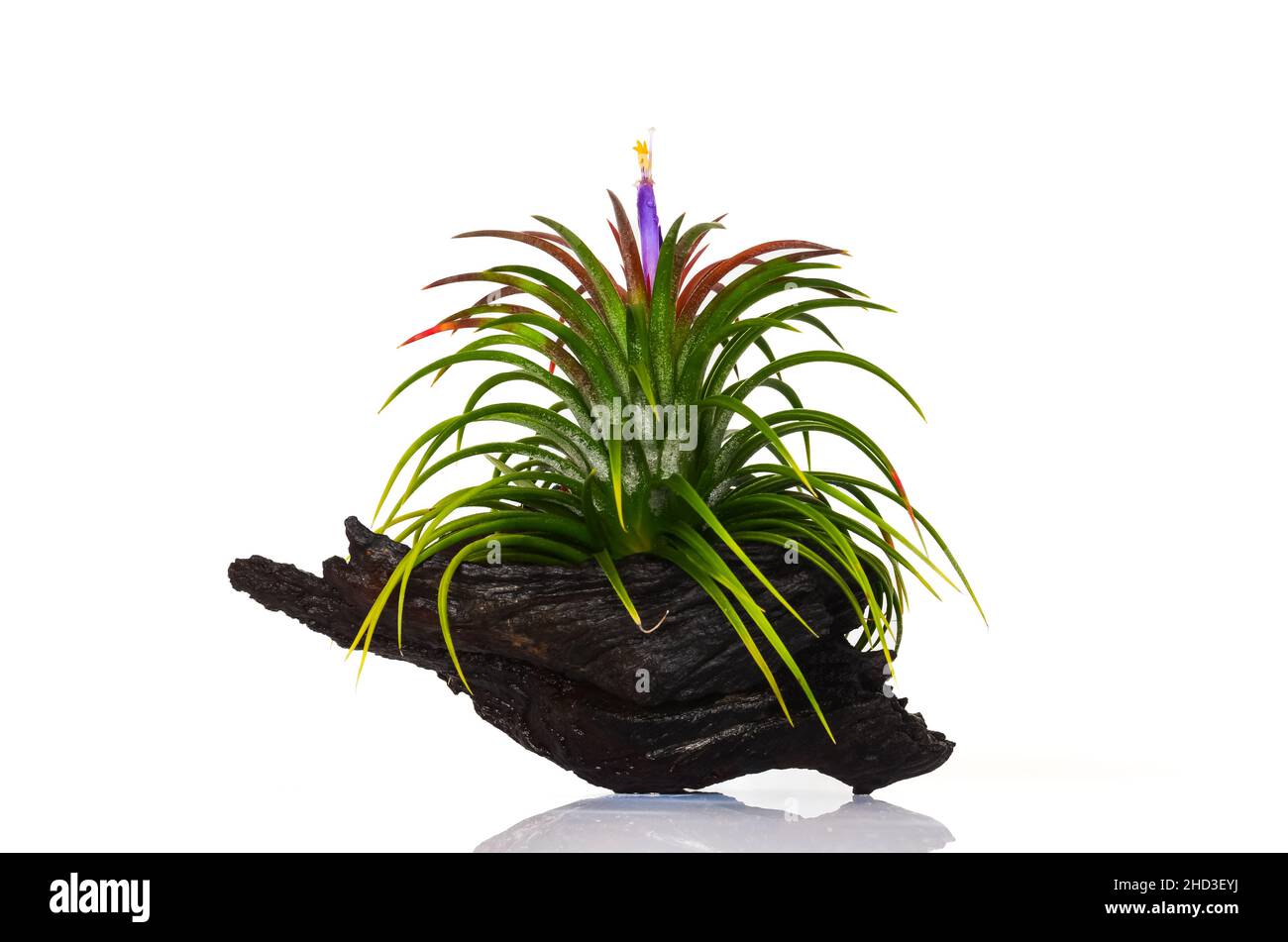 Blooming air plant - Tillandsia with its colorful flowers plant in wooden log on white background. Stock Photo
