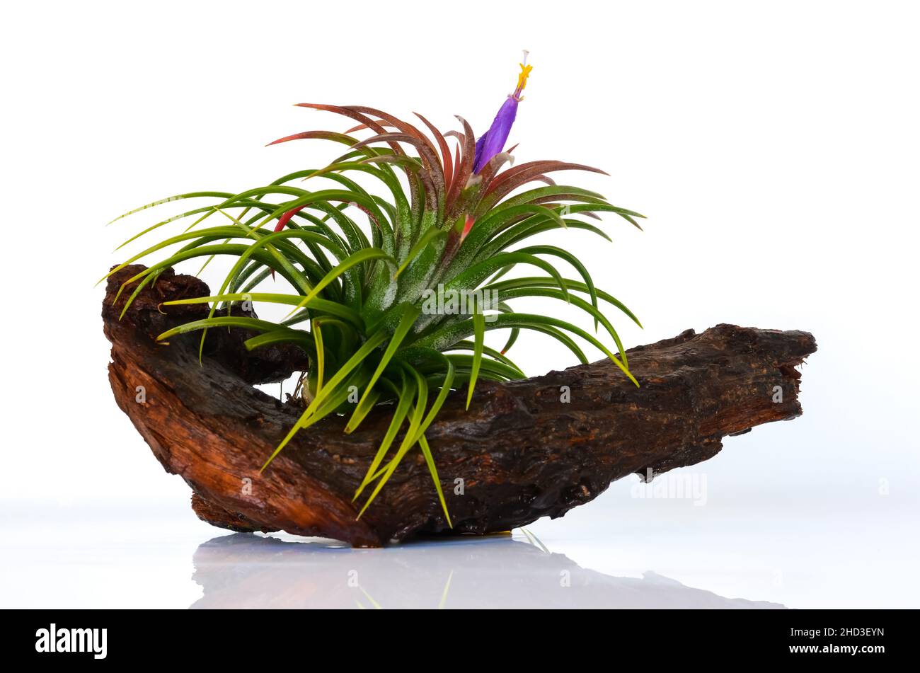 Blooming air plant - Tillandsia with colorful flowers plant in wooden log on white background. Stock Photo