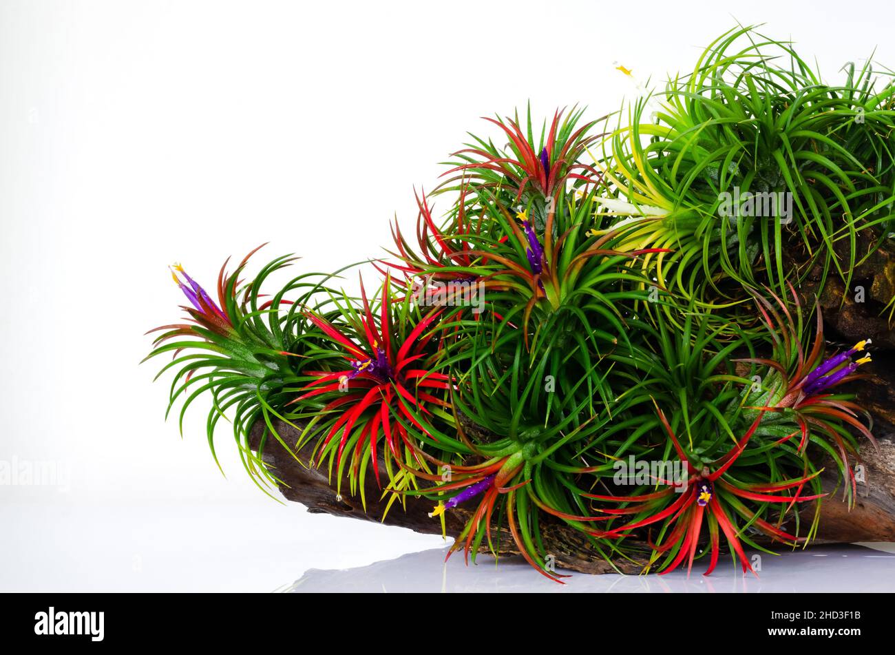 Blooming air plant - Tillandsia with its colorful flowers plant in wooden log on white background. Stock Photo