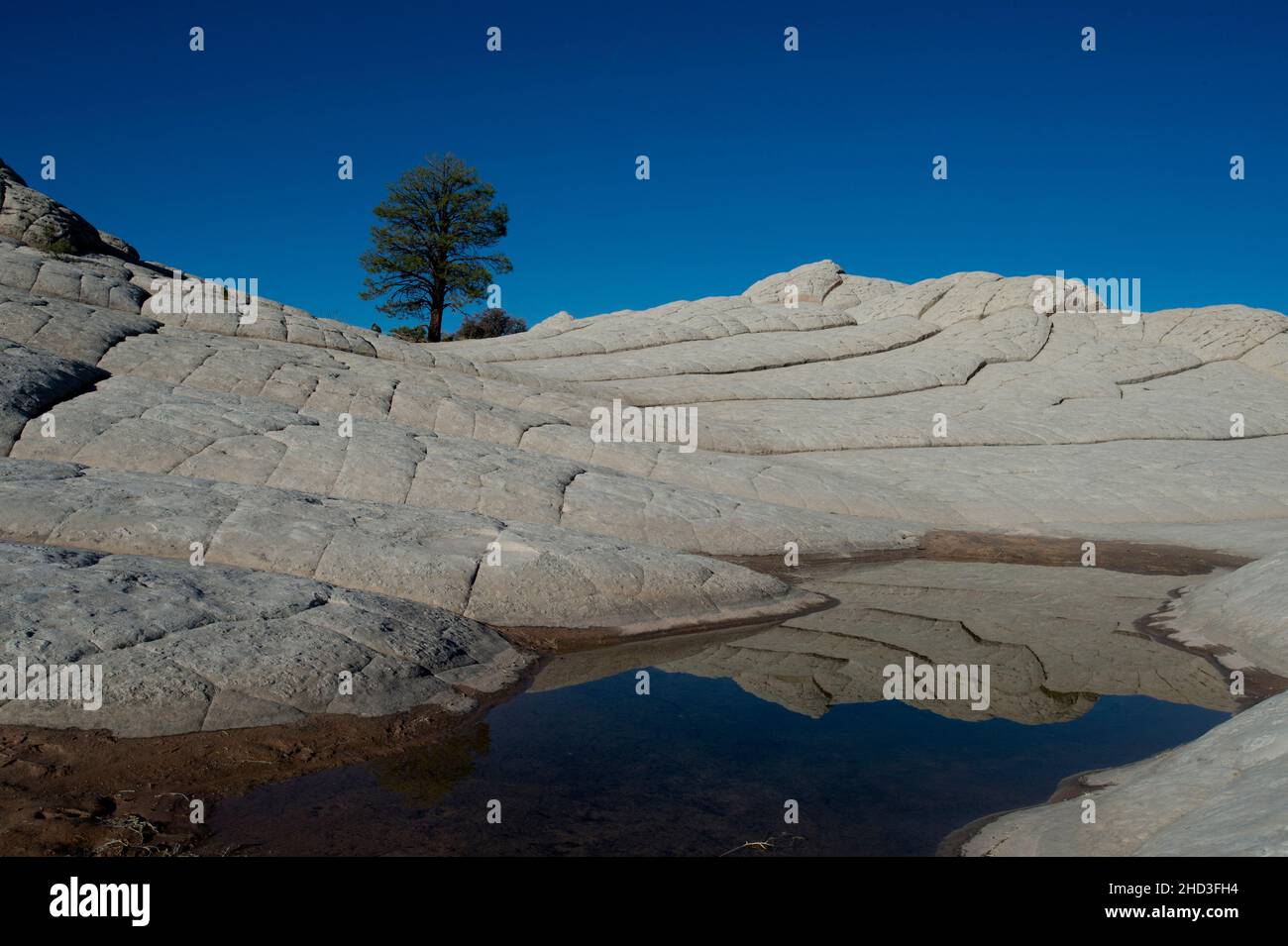 Lone pine tree in White Pocket Arizona in Vermillion Cliffs National Monument Arizona Stock Photo