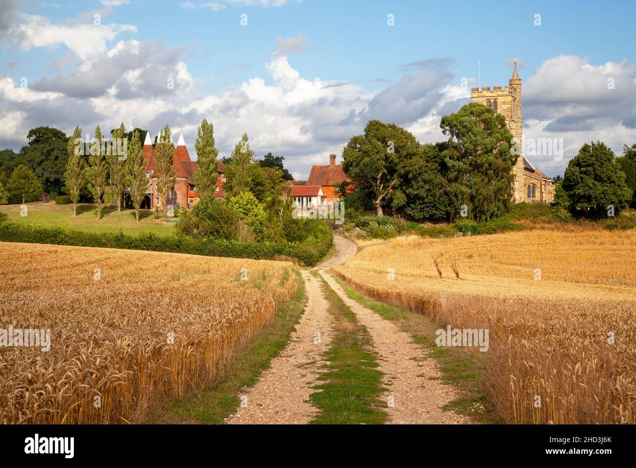 Path through Wheat fields to Oast houses and St Margaret's Church, Horsmonden, Kent, UK Stock Photo