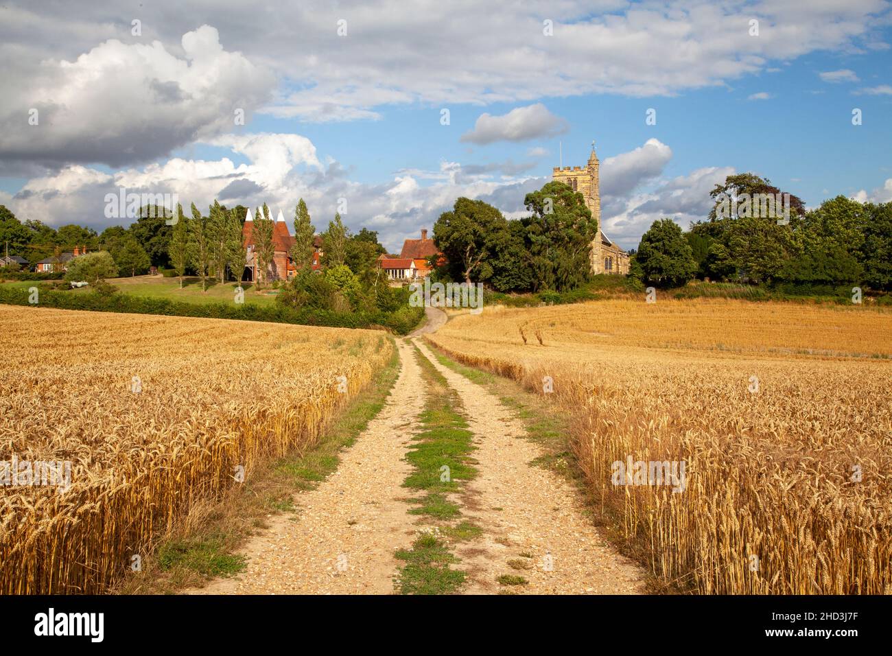 Path through Wheat fields to Oast houses and St Margaret's Church, Horsmonden, Kent, UK Stock Photo