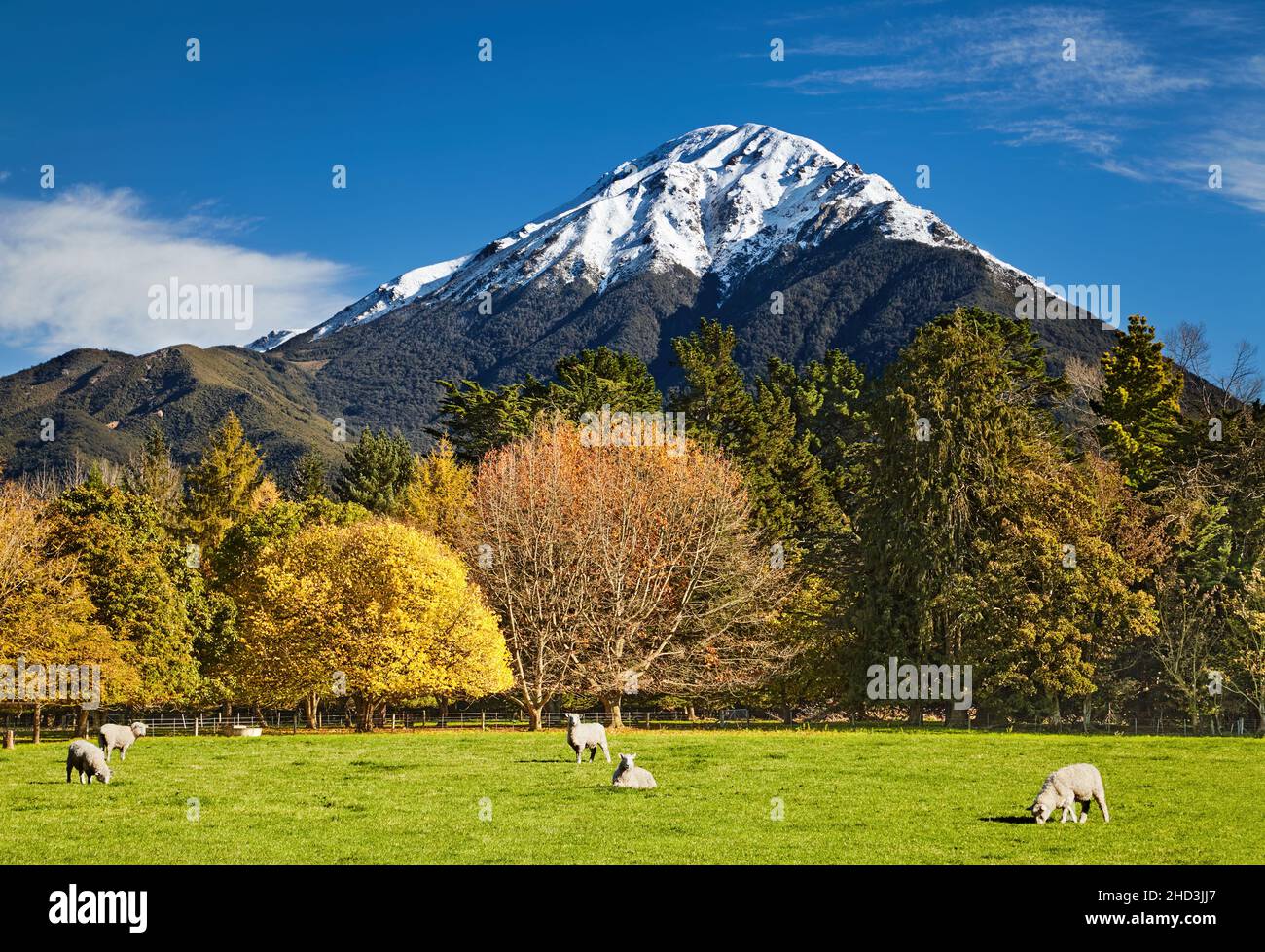 Landscape with snowy mountain and grazing sheep, New Zealand Stock Photo