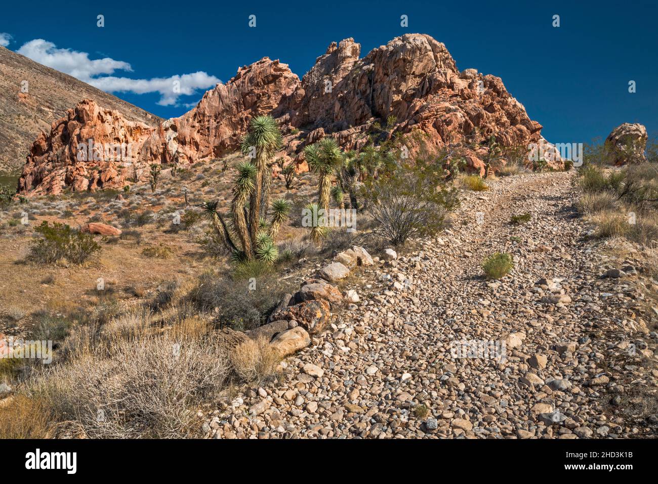 Joshua trees, Jurassic sandstone rocks, ATV track, Whitney Pocket area