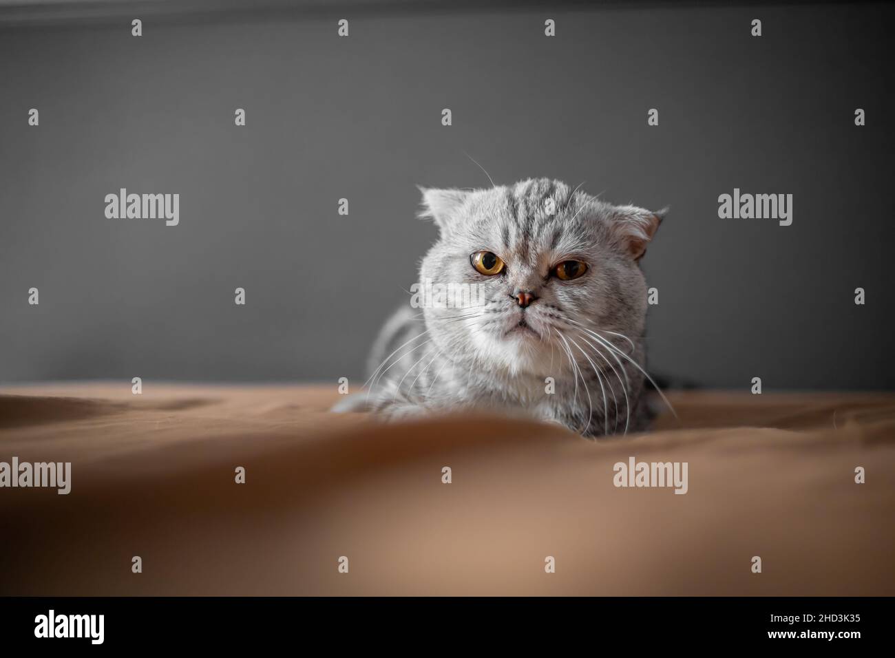 Playful scottish fold cat on the bed. Closeup scottish fold cat is so