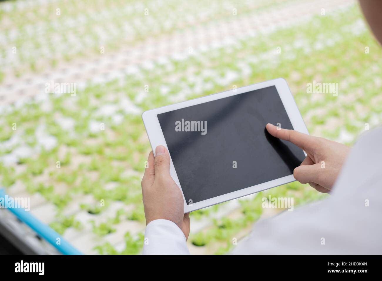 Businessman examine and record the quality reports of organic vegetables on the farm by tablet. Strictly checking vegetables on the farm. Farmers use Stock Photo