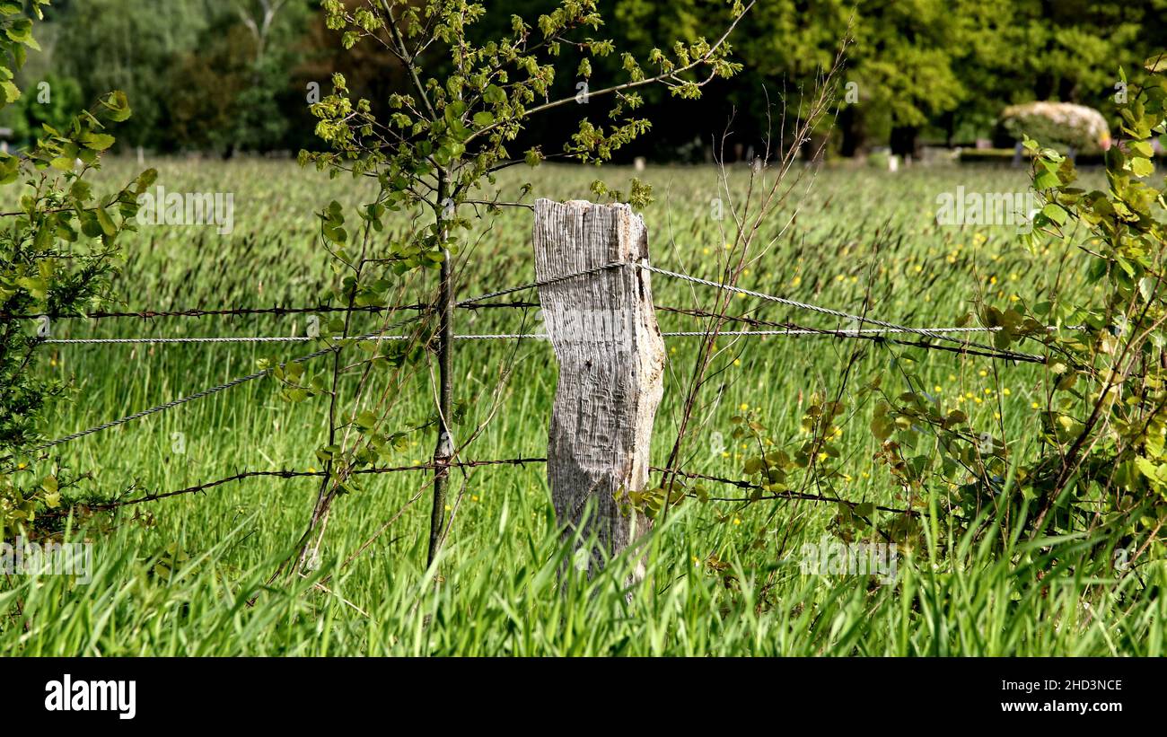 Closeup of a wire fence connected with a rusty wooden short pole on the grass Stock Photo