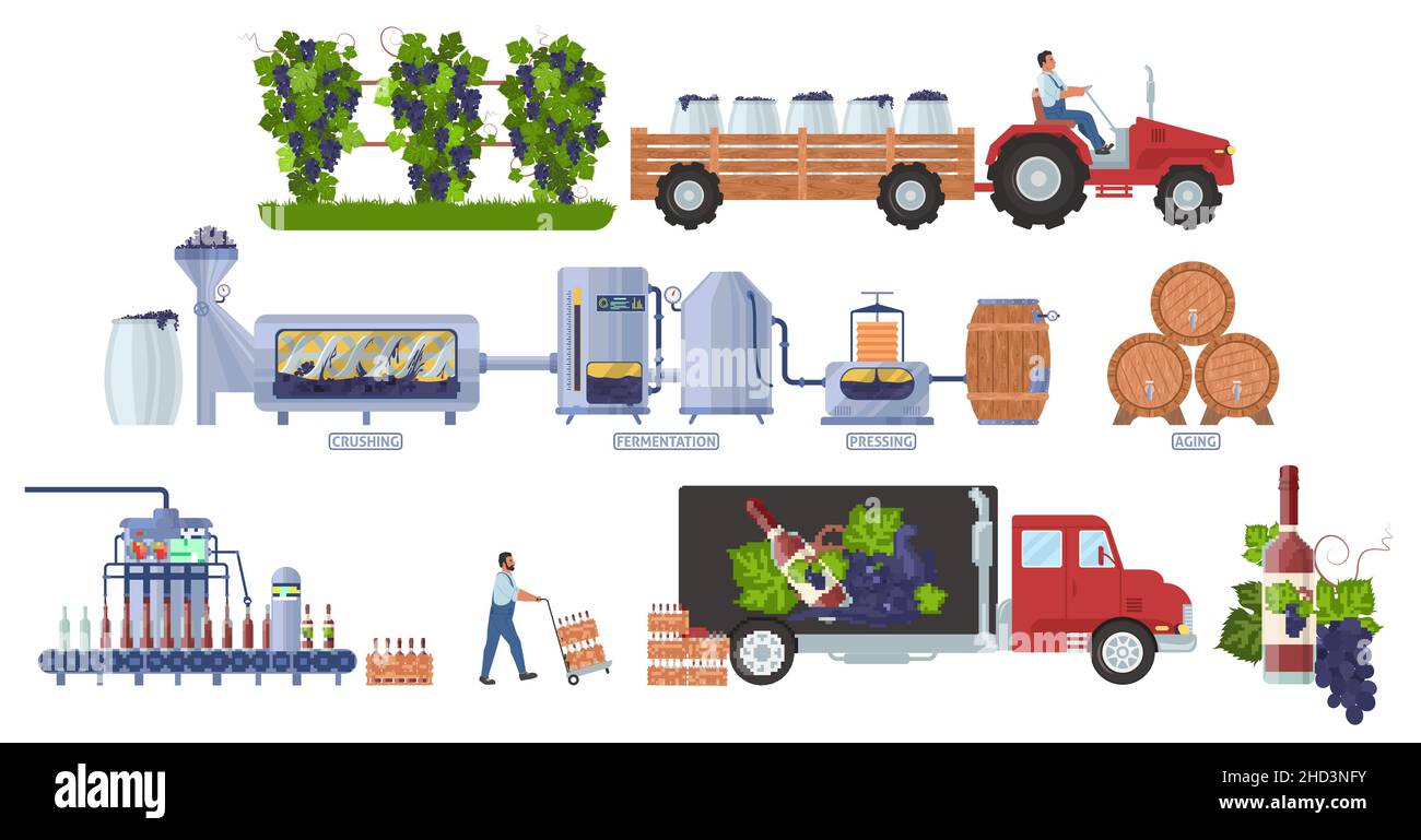 Wine production manufacturing process infographic, vector illustration