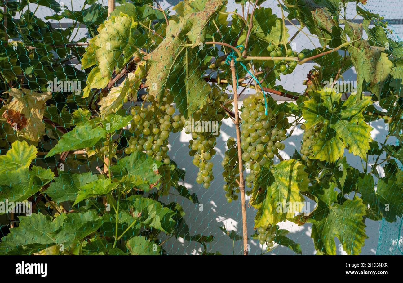 the white grape on the vine Stock Photo - Alamy