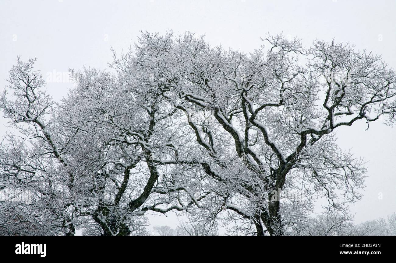 English oak tree in winter hi-res stock photography and images - Alamy