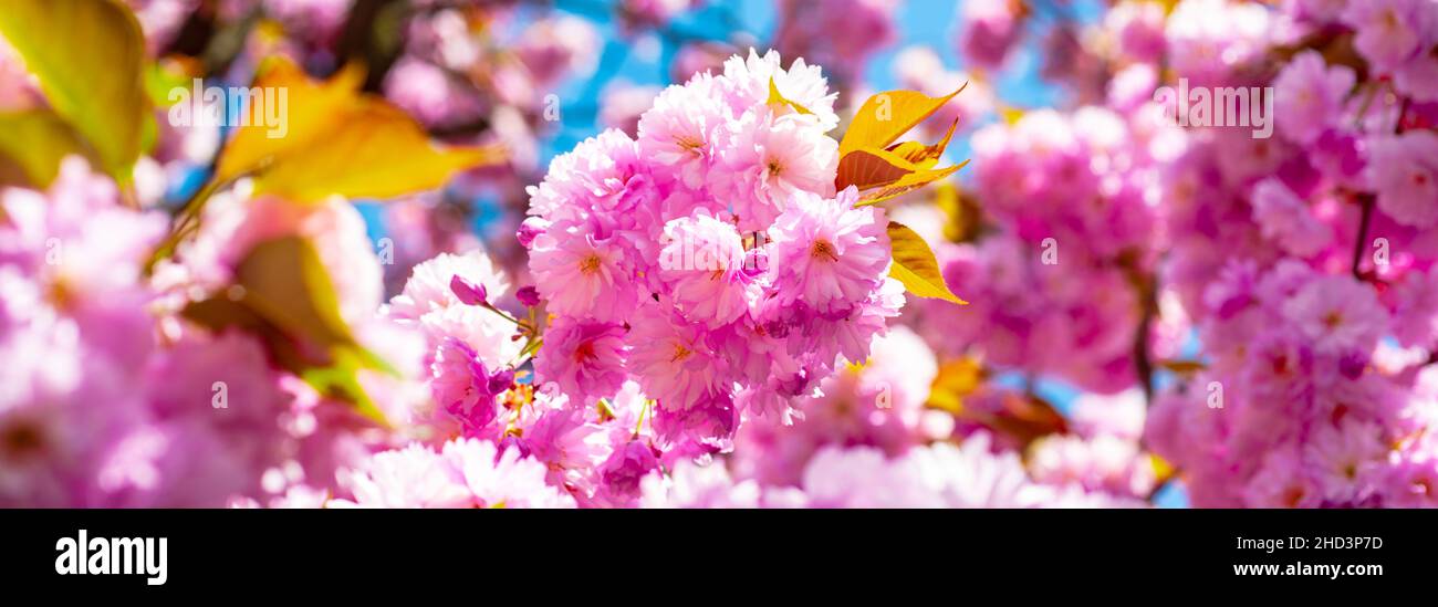 Spring banner, blossom background. Daisy flower, flowering daisy flowers in meadow. Stock Photo