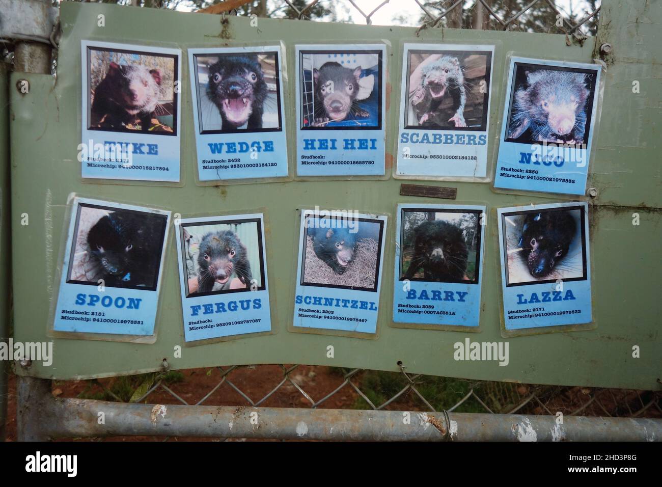 Adult male Tasmanian Devil (Sarcophilus harrisii) ID board on exclosure as part of insurance population at Aussie Arks, Barrington Tops, NSW, Australi Stock Photo