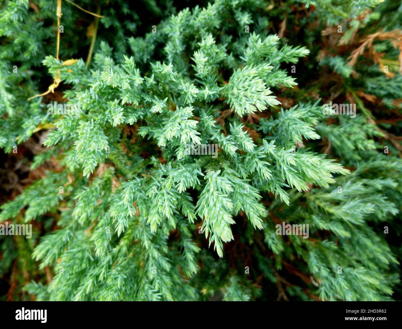Juniperus occidentalis, western juniper. Branches with green needles. Summer sunny day in a garden in Siberia Russia Stock Photo