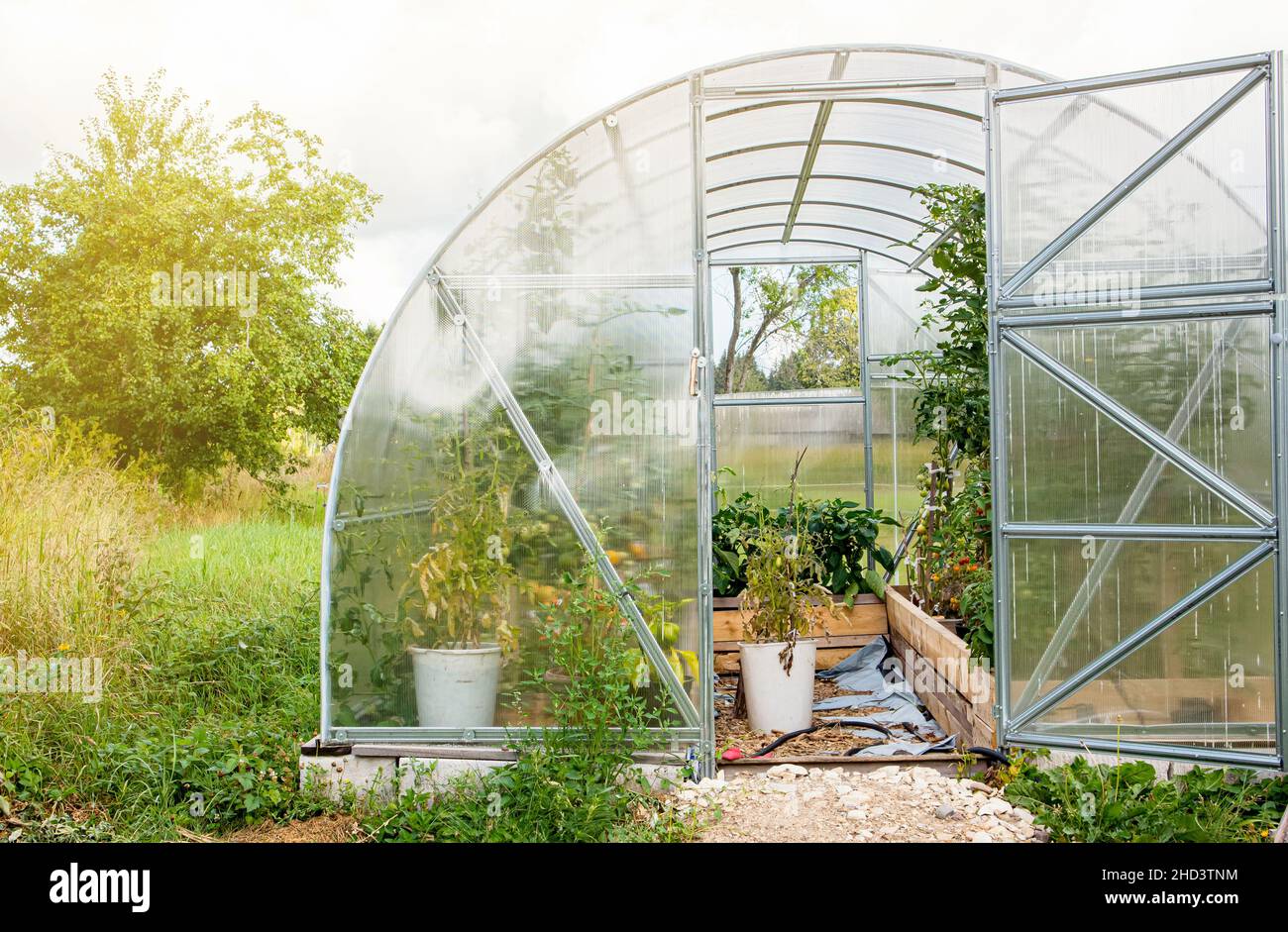 Exterior of home use new plastic greenhouse in warm summer day. Tomato plants growing inside, copy space. Stock Photo