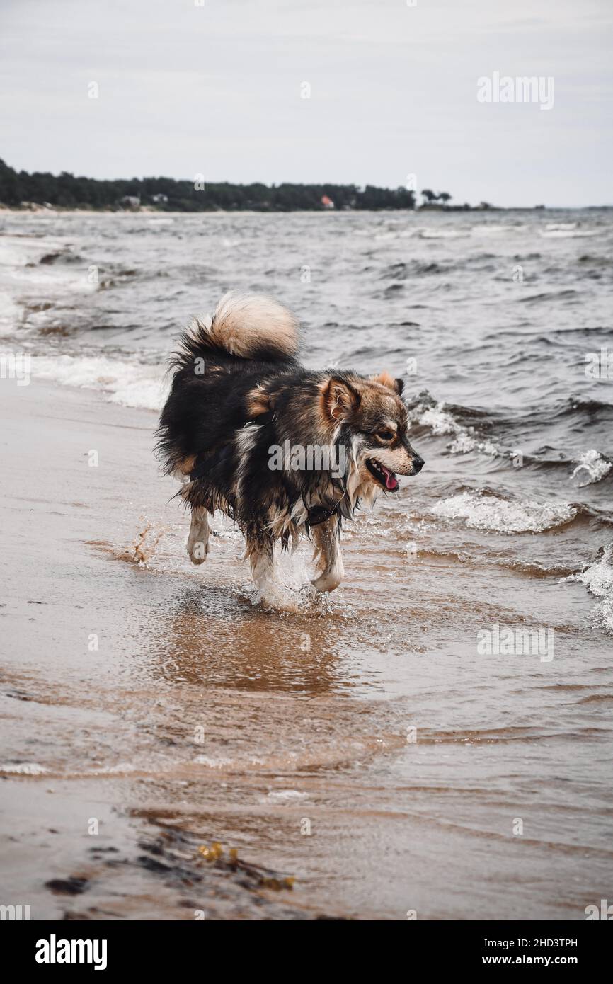 Portrait of a young Finnish Lapphund dog playing outdoors in nature on ...